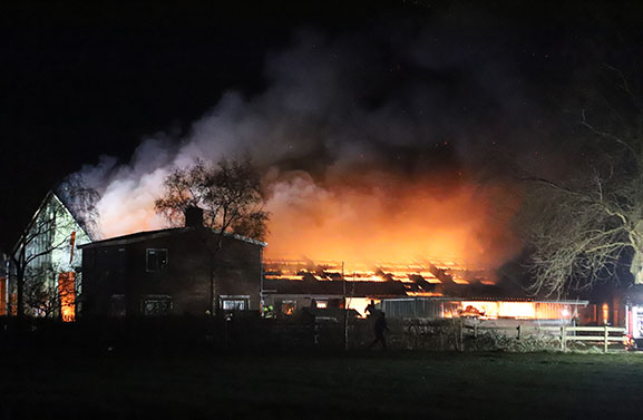 30 schapen omgekomen bij grote brand in Herwijnen