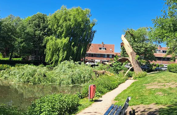 Oude treurwilg aan de Molenwal onverwacht omgevallen