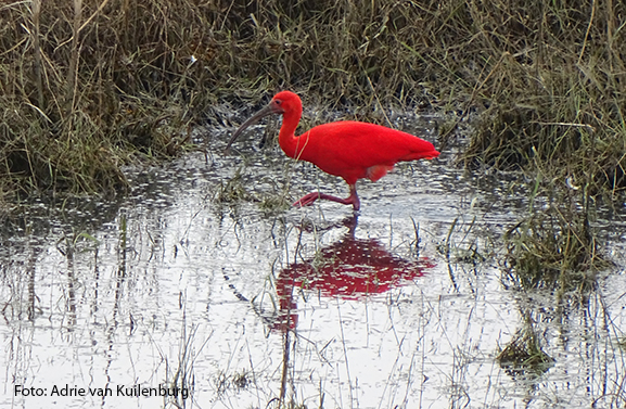 Rode ibis gespot in Herwijnen