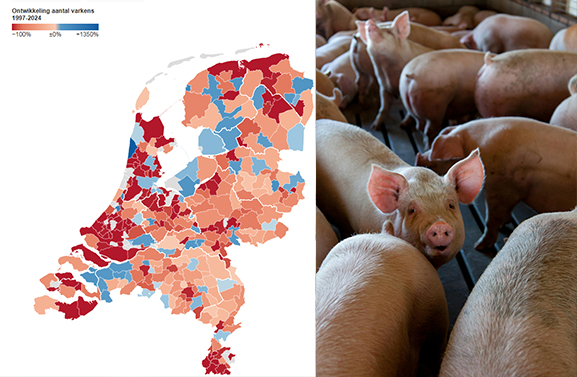 Tiel bijna varkensvrij: aantal varkens daalt in hele regio