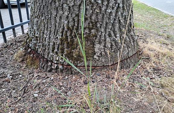 Twee bomen vernield aan de Adelsweg in Lienden