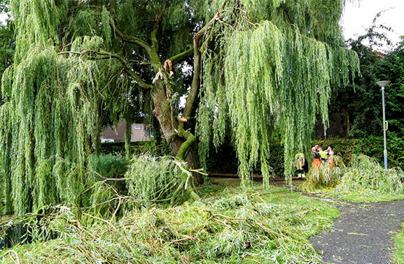 Stormschade in Asperen: grote takken dreigen te vallen bij Drostlaan