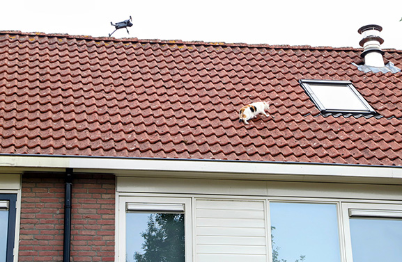 Brandweer haalt kat 'Brie' na twee dagen met drone uit de dakgoot