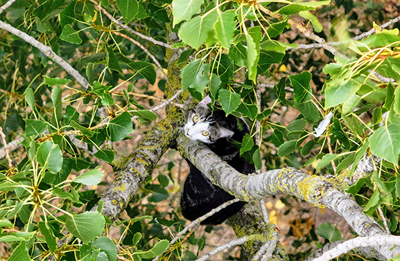 Poes speelt kat-en-muisspel met brandweer