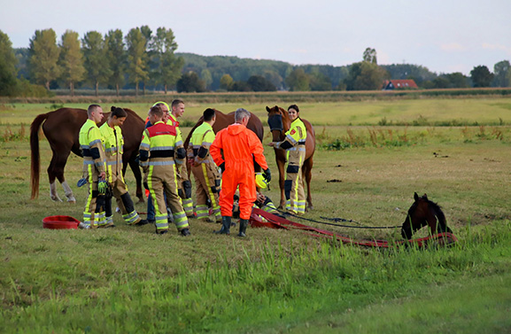 Brandweer redt paard uit sloot langs de Veldweg