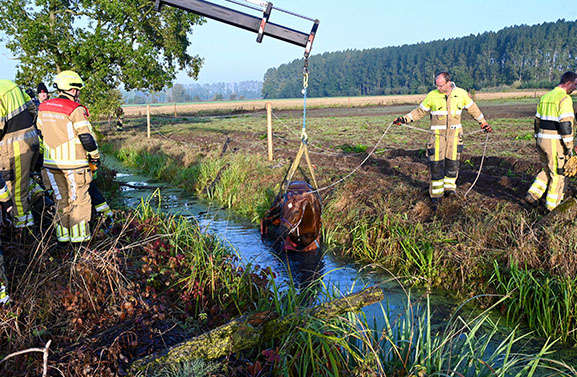 Paard na ruim een uur uit het water gehaald in Beesd