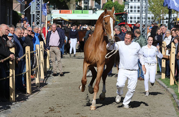 Streep door Paardenmarkt Ameide