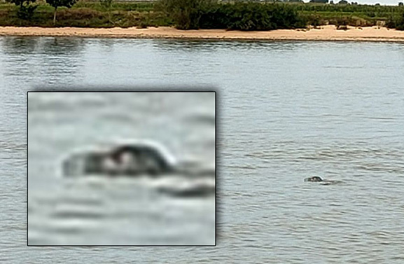 Opnieuw zeehond gespot in de Lek bij Lexmond