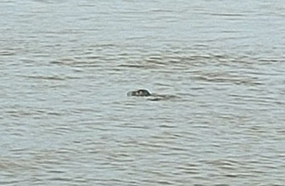 Opnieuw zeehond gespot in de Lek bij Lexmond