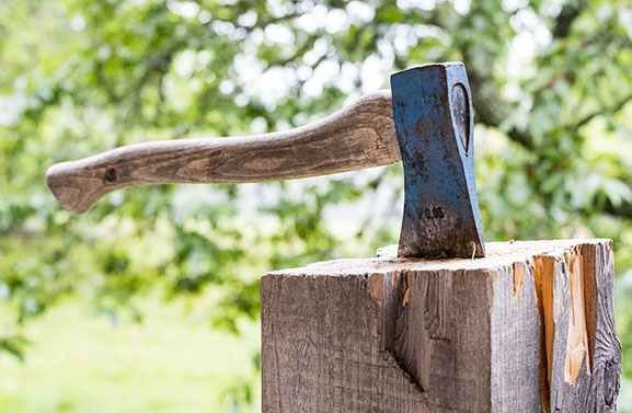 Partij voor de Dieren Culemborg kritisch over kap gezonde bomen