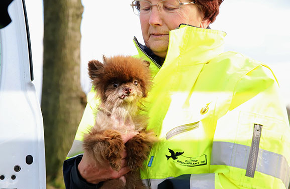 Veel interesse voor adoptie gedumpte chihuahua's