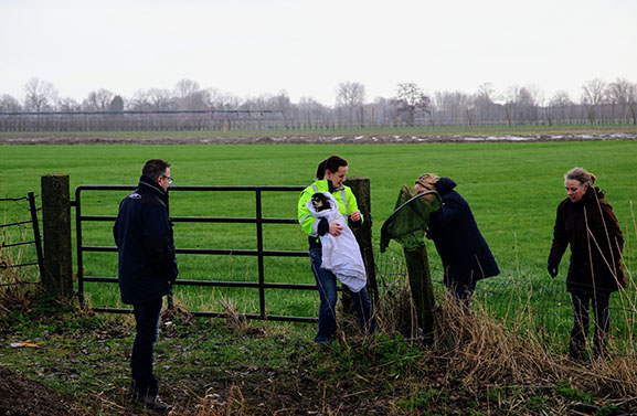 Twintig hondjes vastgebonden aan houten paal in Geldermalsen