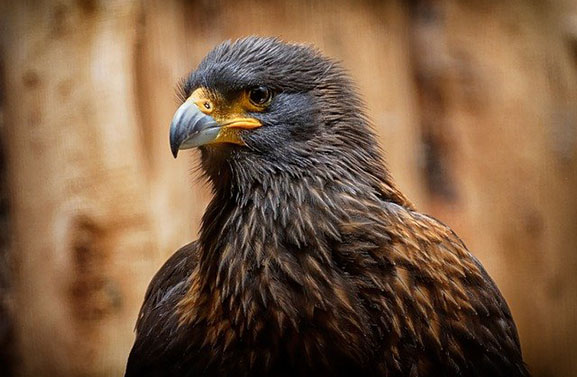 Vogelgriep vastgesteld in de regio