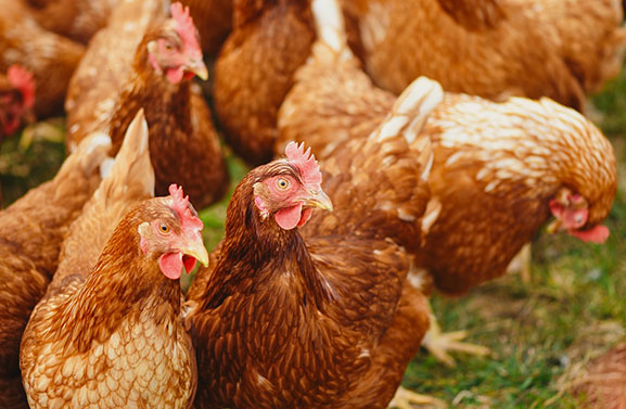Ook vogelgriep in Maurik, 24.000 kippen geruimd