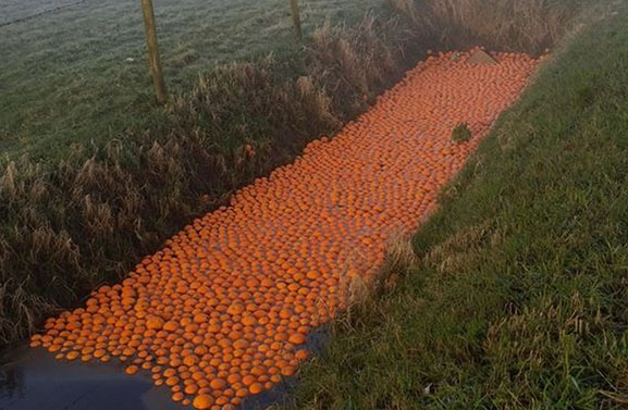 Honderden sinaasappels gedumpt in slootjes