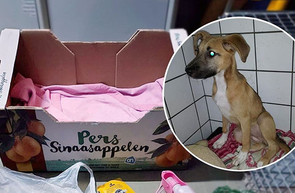 Hondje in doos bij voordeur van Petra achtergelaten: 'Wie doet nou zoiets?'