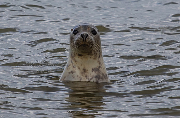 Zeehond in de Lek bij Vianen: 'Laat hem lekker met rust'