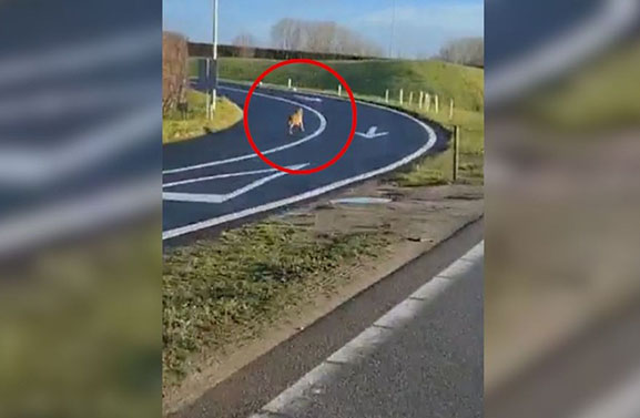 Laatste beelden van wolf voor de aanrijding op de A2 bij Beesd