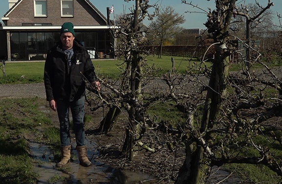Hierom twijfelen fruittelers of ze wél of níet beregenen