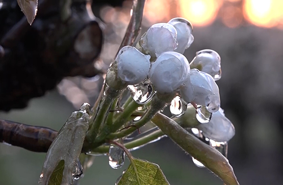 Hierom twijfelen fruittelers of ze wél of níet beregenen