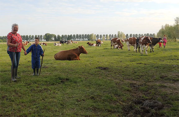 Blijdschap in wei Herwijnen voor koe én kalf