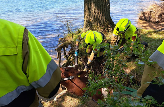 Uitruk brandweer in Maurik na melding koe in boom