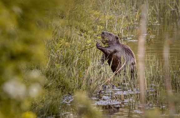 Vissende vrienden patrouilleren hele avond om gewonde bever te helpen