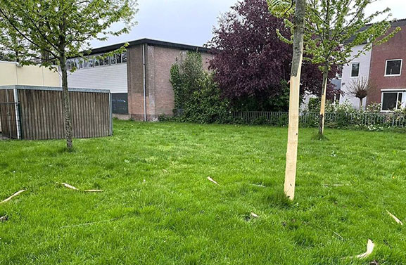 Gemeente zoekt getuigen van vernielingen bomen in Leerdam