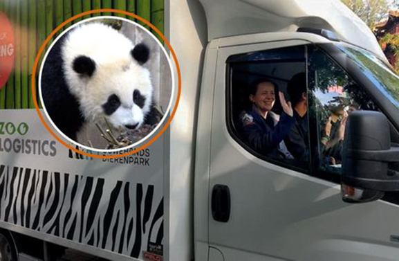 Pandaverzorgster Brenda nam afscheid van Fan Xing in China