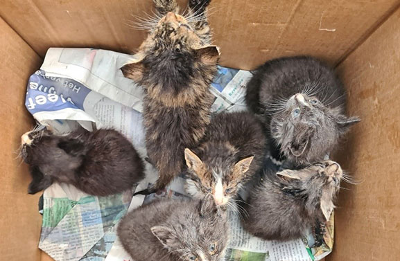 Zes gedumpte kittens in Tiel, politie zoekt getuigen