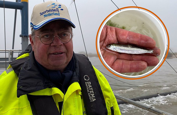 'Heel bijzonder', zeer zeldzame vis gevonden in Waal