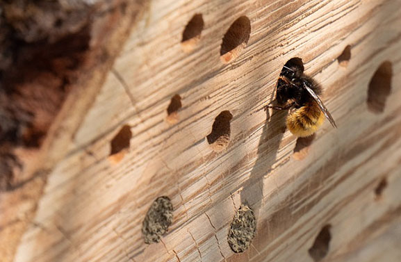 Vijfheerenlanden hangt bijenhotels op aan lantaarnpalen