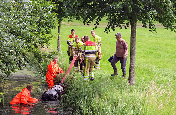 Brandweer redt met veel inspanning kalf uit sloot in Lienden