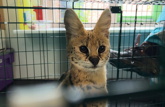 Serval Nala naar stichting Aap na protest dierenambulance in Den Haag