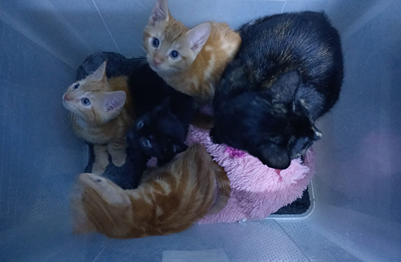 Moederpoes met kittens gedumpt in Beesd; wie heeft er informatie