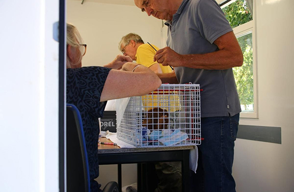 Meer dan 100 hondjes uit huis in Culemborg gehaald