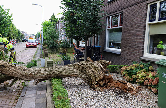 Flinke boom omgevallen aan de Nachtegaallaan in Tiel