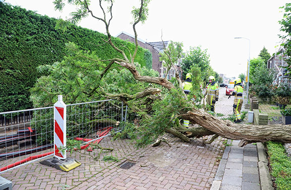 Flinke boom omgevallen aan de Nachtegaallaan in Tiel