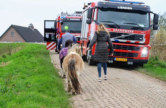 Zeven Shetland pony's met aanhangwagen te water in Lienden