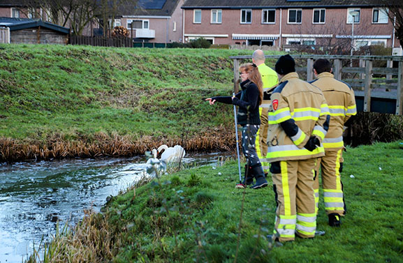 Twee zwanen bevrijd uit het ijs in Tiel