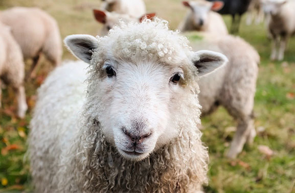 Achttien schapen gered bij inval illegale slachterij Acquoy
