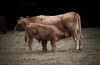 Partij voor de Dieren vraagt aandacht voor moederkoe op Moederdag