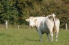 Gemeente Buren stelt ambtenaar dierenwelzijn aan