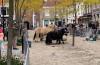 Vianen viert 753ste Paardenmarkt