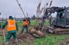 In het voorjaar moeten er 380 nieuwe bomen in bloei staan langs de A15